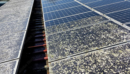 Flechten auf Solarmodulen entfernen